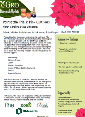 Poinsettia Trials: Pink Cultivars