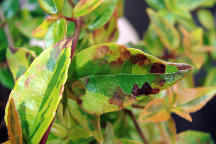 Foliar nematode: Angular leaf spots can be confusing to diagnose