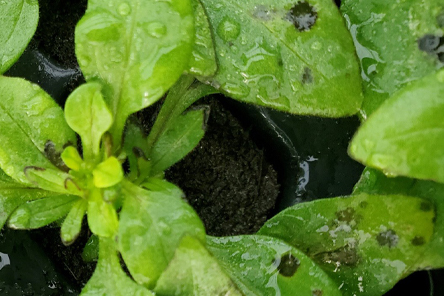 Wet Weather favors Bacterial leaf spots and Botrytis blight