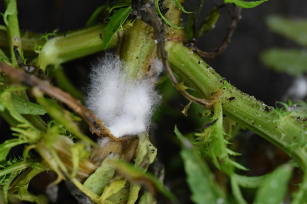 Preventing and Controlling White Mold (Sclerotinia) during Greenhouse Crop Production