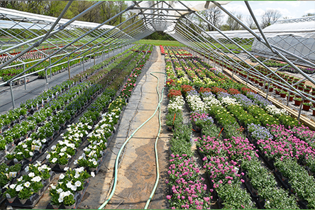 Tips for Holding Greenhouse Crops during COVID-19 Restrictions