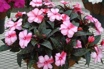 New Guinea Impatiens Dos and Donts