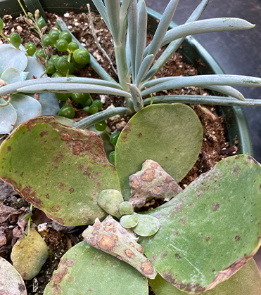 Powdery Mildew on Succulents Is Not What You Would Expect