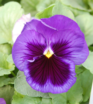 Who Said That Pansies Were Easy?