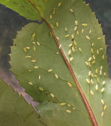 Aphids in Unexpected Places