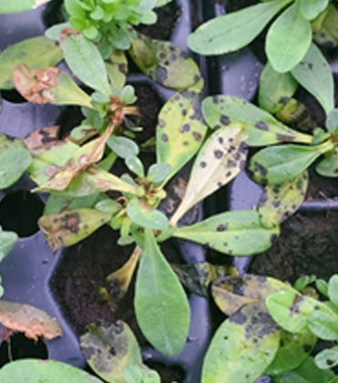 Bacterial leaf spot diseases are prevalent in wet greenhouses 