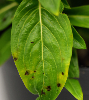 Begonia and Vinca Sensitivity to Paclobutrazol