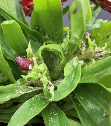 Leaf-Curling Plum Aphid: A Pest to Watch