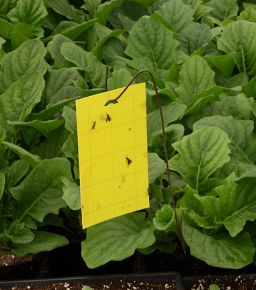 Taking a More Holistic Approach to Fungus Gnat Management