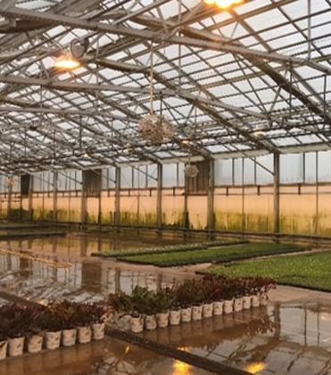 The green you do not want in the greenhouse: Algae