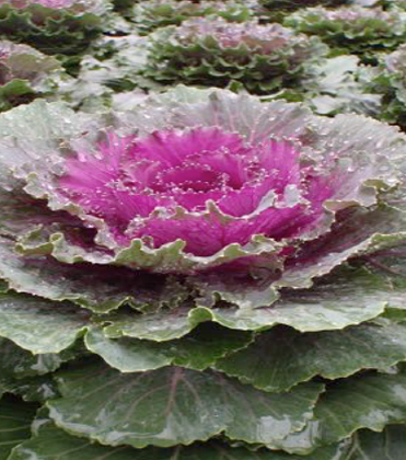 Ornamental Cabbage and Kale Coloration Tips