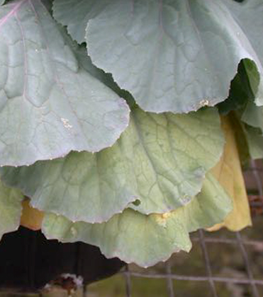 Ornamental Cabbage and Kale Water Stress