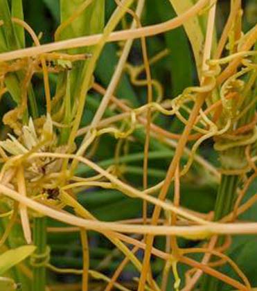  Dodder (Cuscuta spp.):  Orange, spaghetti-like growth