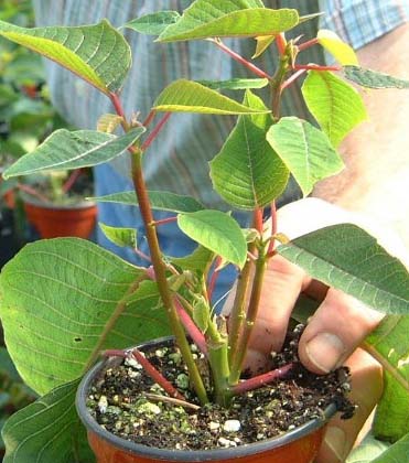 Poinsettia Leaf and Stem Abnormalities