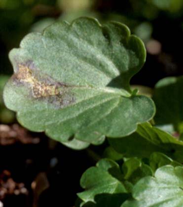 Pansy problems: Leaf spot, powdery mildew, and Myrothecium crown rot