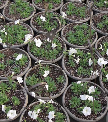 Premature flowering in annual bedding plants