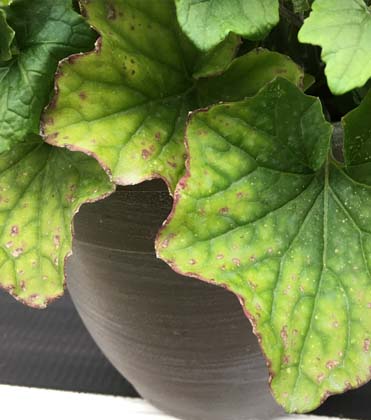 Pericallis: Diagnosing Lower Leaf Interveinal Chlorosis and Necrosis
