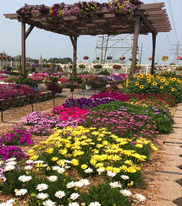 Hottest Plant Varieties from the 2021 Michigan Plant Trials