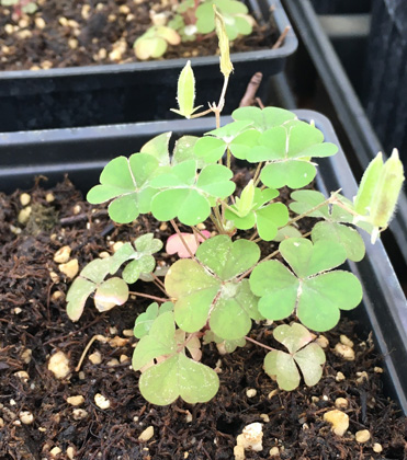 Controlling yellow woodsorrel in greenhouse container production