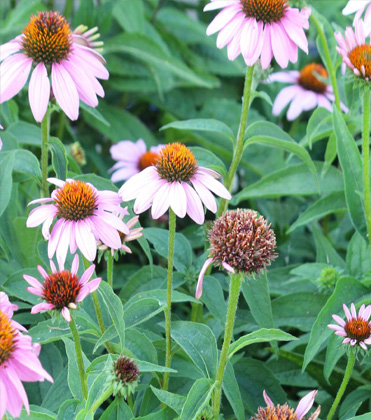 Encountering Eriophyid Mites on Coneflower and Other Ornamentals