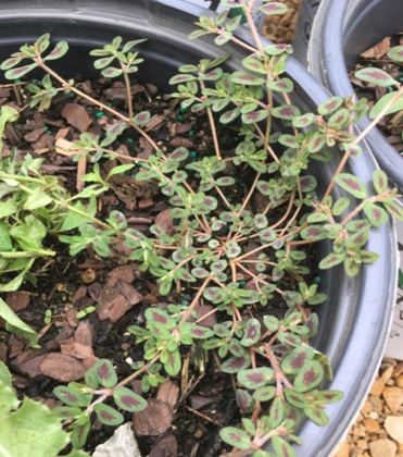 Controlling spotted spurge in greenhouse container production