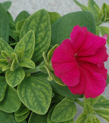 Ironing Out: Problems in a Petunia Crop   