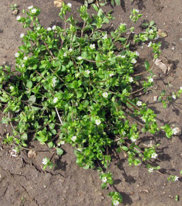 Identification and Control of Common Chickweed (Stellaria media) in Greenhouse Container Production
