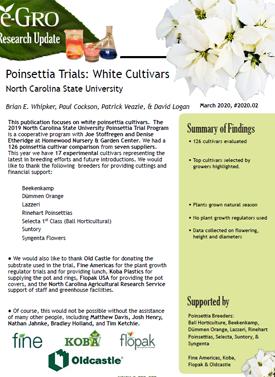 Poinsettia Trials: White Cultivars