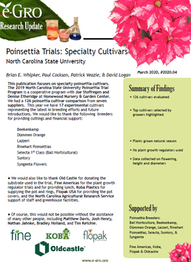 Poinsettia Trials: Specialty Cultivars