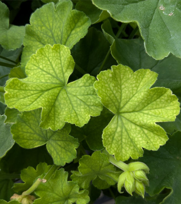 Maintaining Manganese: Pronounced Veination of Young Geranium Leaves 