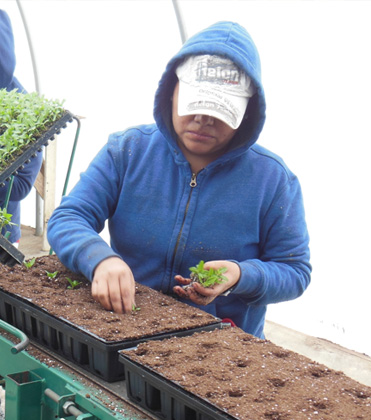 Best Practices for Transplanting Plugs and Liners for Spring Production