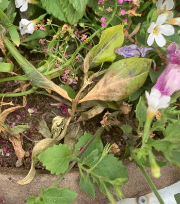 Botrytis in mixed containers and cell-pack flats