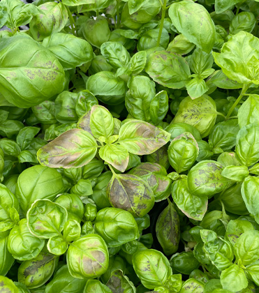 Heater (got you) down? Avoiding cold damage on basil