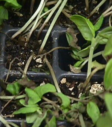 Disease management in edible greenhouse crops